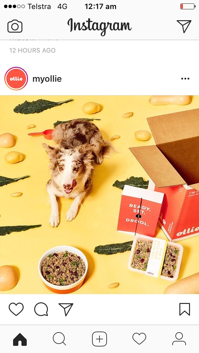 Ollie @myollie Instagram — US D2C personalised dog food reference